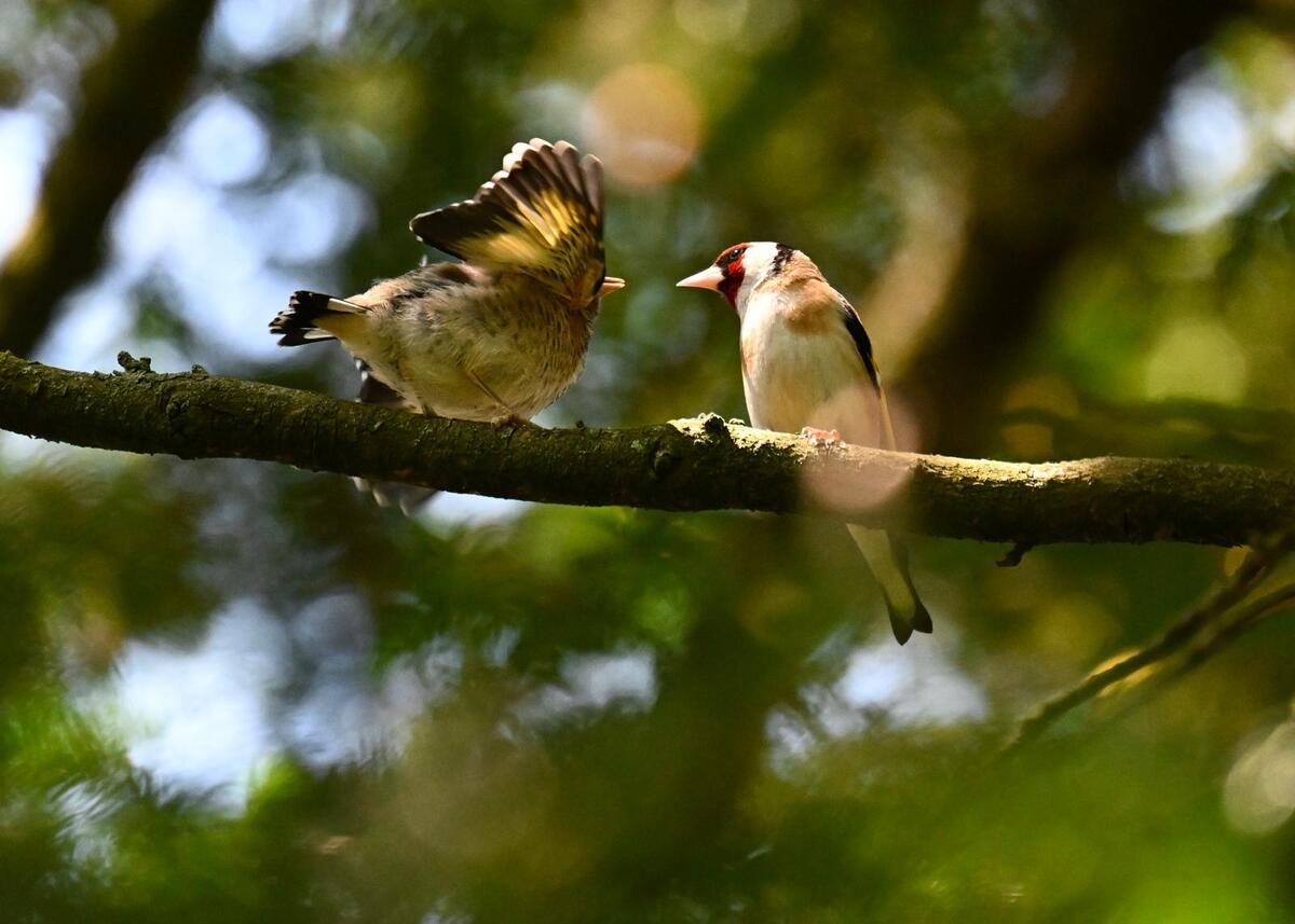 2026-07-14 Goldfinch feeding fledgling - enlarge for info